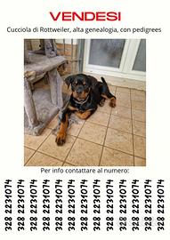 Cucciola di ROTTWEILER