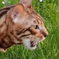 Gatti bengala