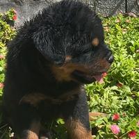 Cucciola di rottweiler alta genealogia