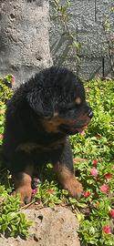 Cucciola di rottweiler alta genealogia