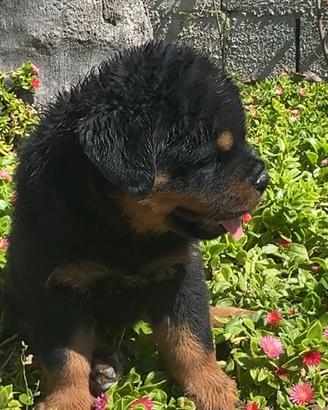 Cucciola di rottweiler alta genealogia