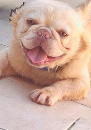 Bulldog francese