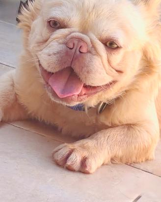Bulldog francese