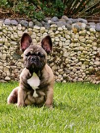 Cucciolo Bulldog Francese Pedigree Enci