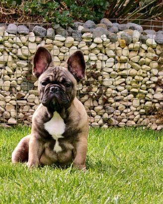 Cucciolo Bulldog Francese Pedigree Enci