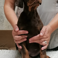 Cuccioli di dobermann