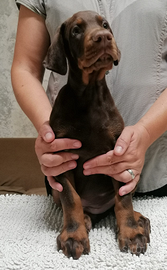 Cuccioli di dobermann