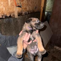 Pastore belga malinois