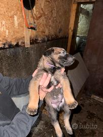 Pastore belga malinois