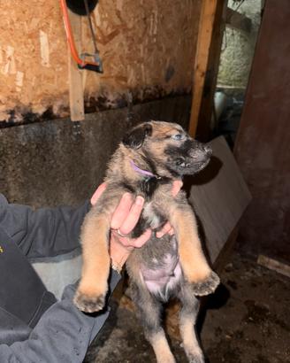 Pastore belga malinois