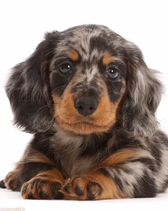 bassotti cuccioli