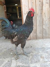 Galli