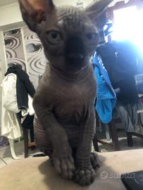 Gattini Canadian SPHYNX 