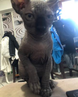 Gattini Canadian SPHYNX 
