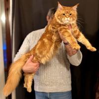 Maine Coon per monta
