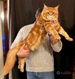 Maine Coon per monta