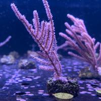 Corallo Gorgonia pinnigorgia