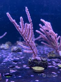 Corallo Gorgonia pinnigorgia