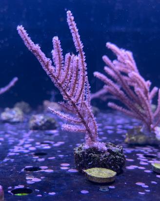 Corallo Gorgonia pinnigorgia