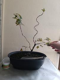 Acero deshojo innestato