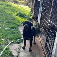 Rottweiler adulti