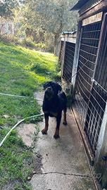 Rottweiler adulti