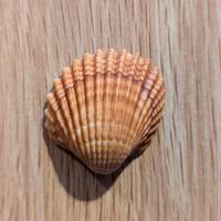Acanthocardia tuberculata Conchiglia mediterranea