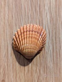 Acanthocardia tuberculata Conchiglia mediterranea