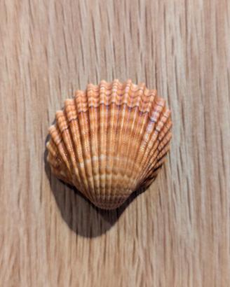 Acanthocardia tuberculata Conchiglia mediterranea