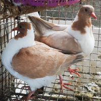 Colombi triganino