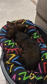 Bassotto a pelo lungo fulvo