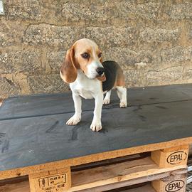 Beagle femmina con pedigree