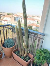 pianta grassa tolgo 