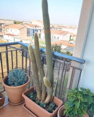 pianta grassa tolgo 