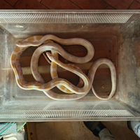Serpente del grano