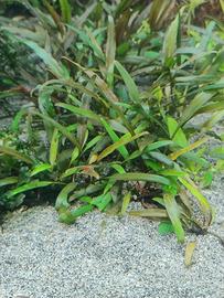 5 Cryptocoryne willisii