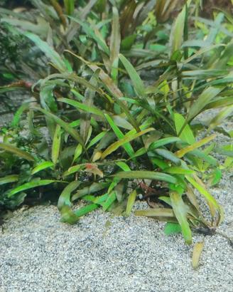 5 Cryptocoryne willisii