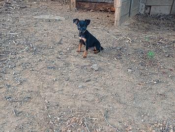 Pinscher