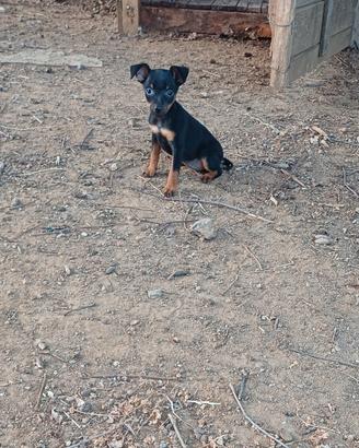 Pinscher