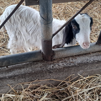 Due caprette femmine