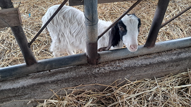 Due caprette femmine