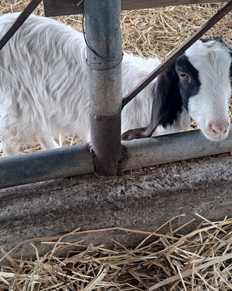 Due caprette femmine