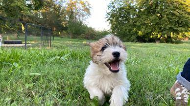 Jack Russell femmina pelo ruvido