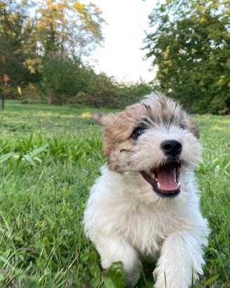 Jack Russell femmina pelo ruvido