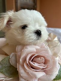 Cuccioli maltesi