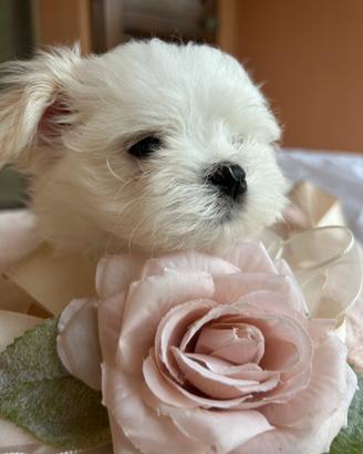 Cuccioli maltesi