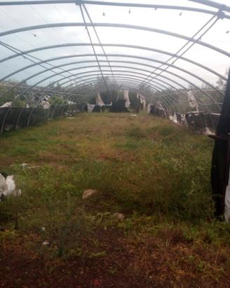 Terreno d ulivo
