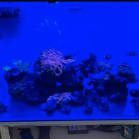 Acquario completo di pesci e alghe come in foto