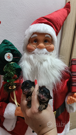 Cuccioli di Yorkshire