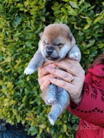 Dolcissimi cuccioli Shiba